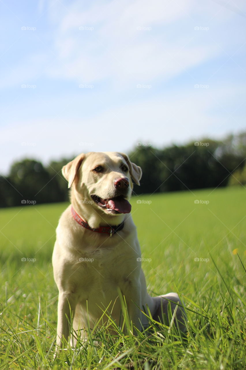 Dog resting on grassy field