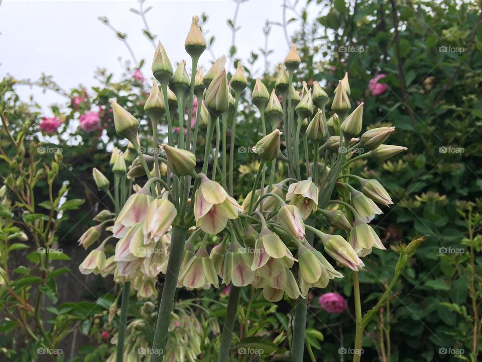 Flowers. Bunch of flowers 