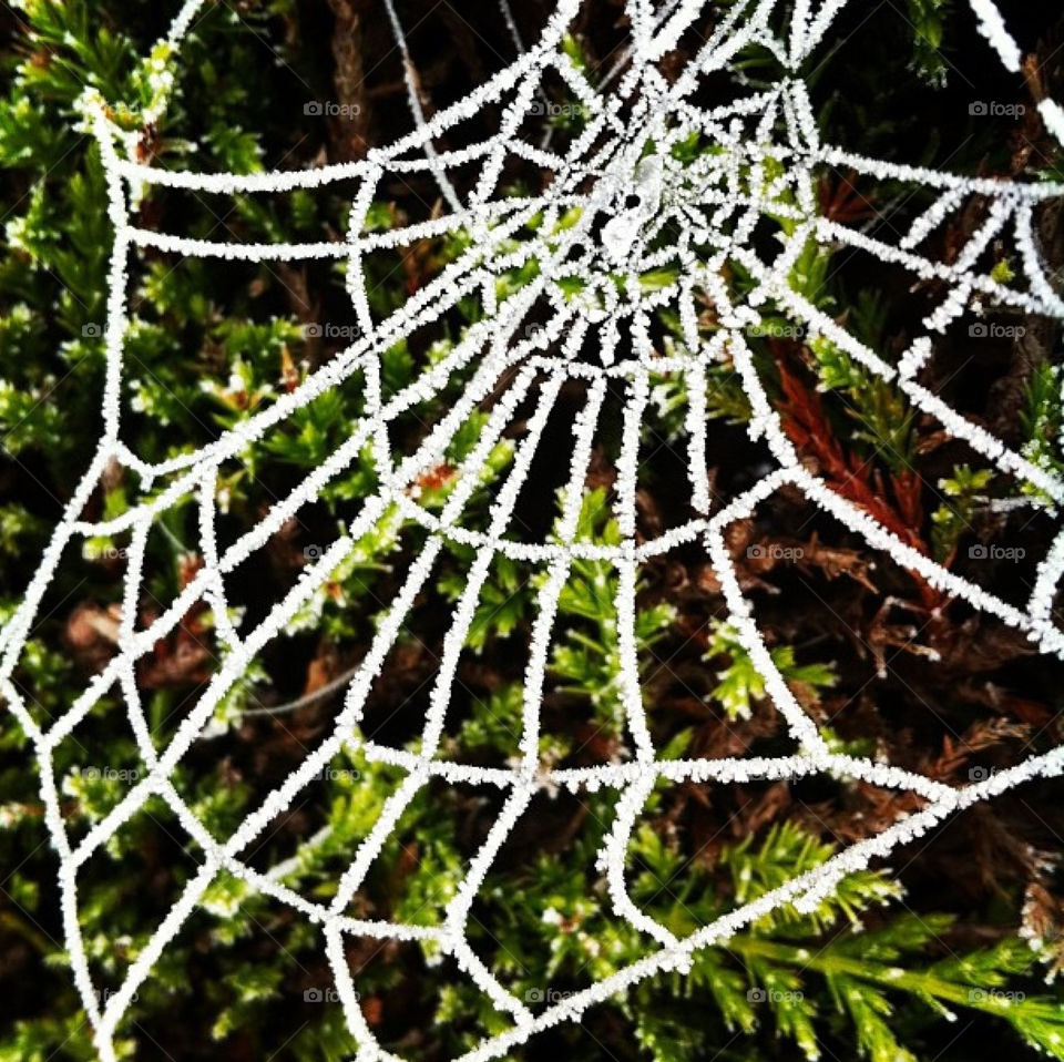 Web
