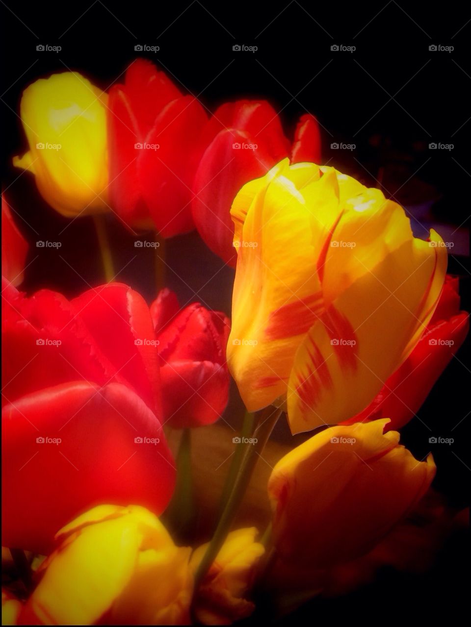Tulips