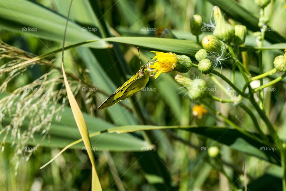 Eastern clouded yellow