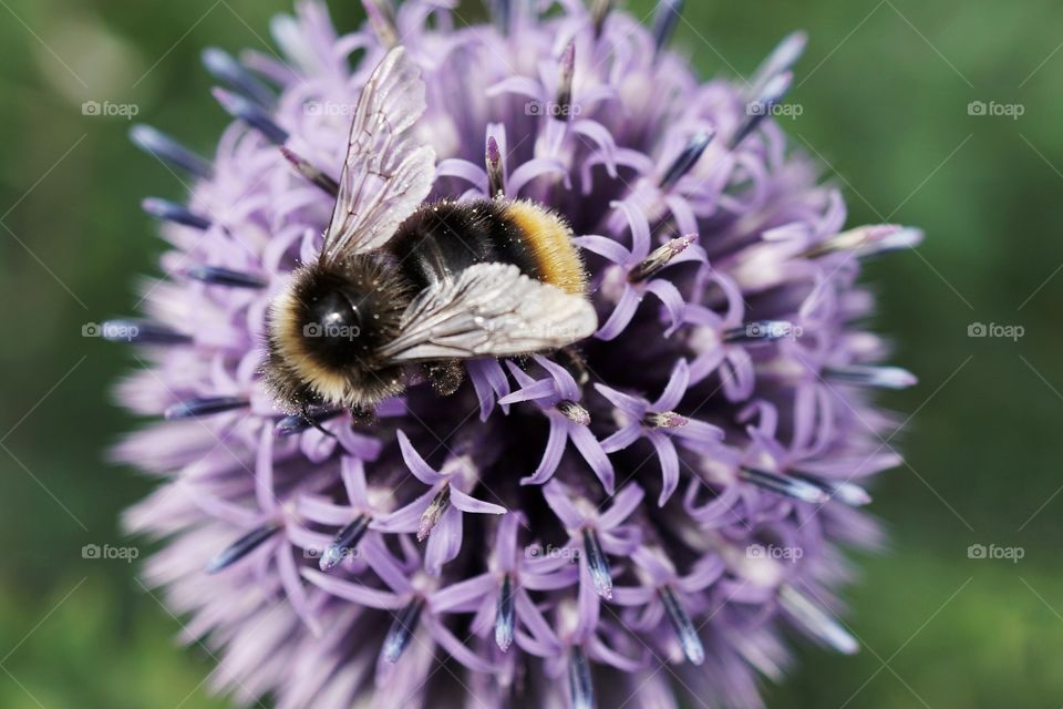 Beautiful Lilac Pom Pom flower 