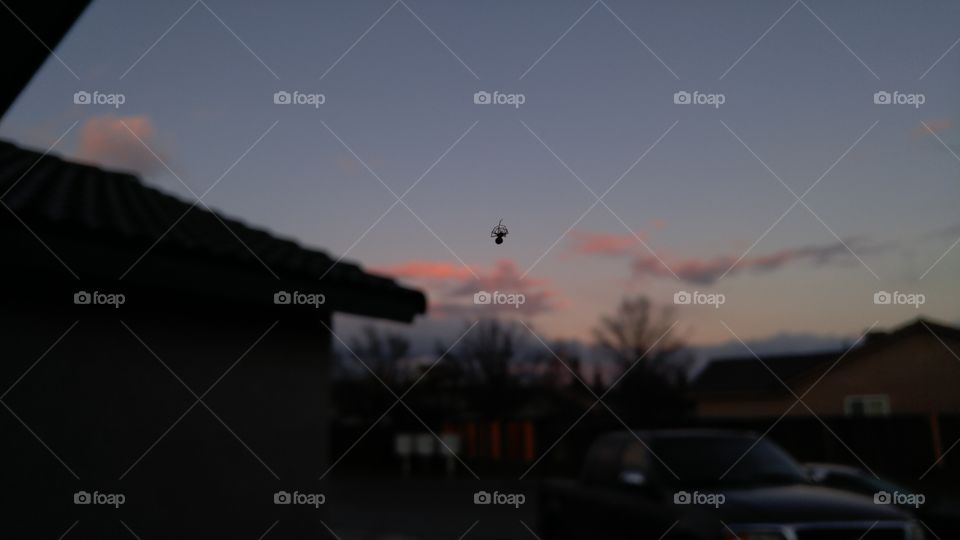 Evening Spider