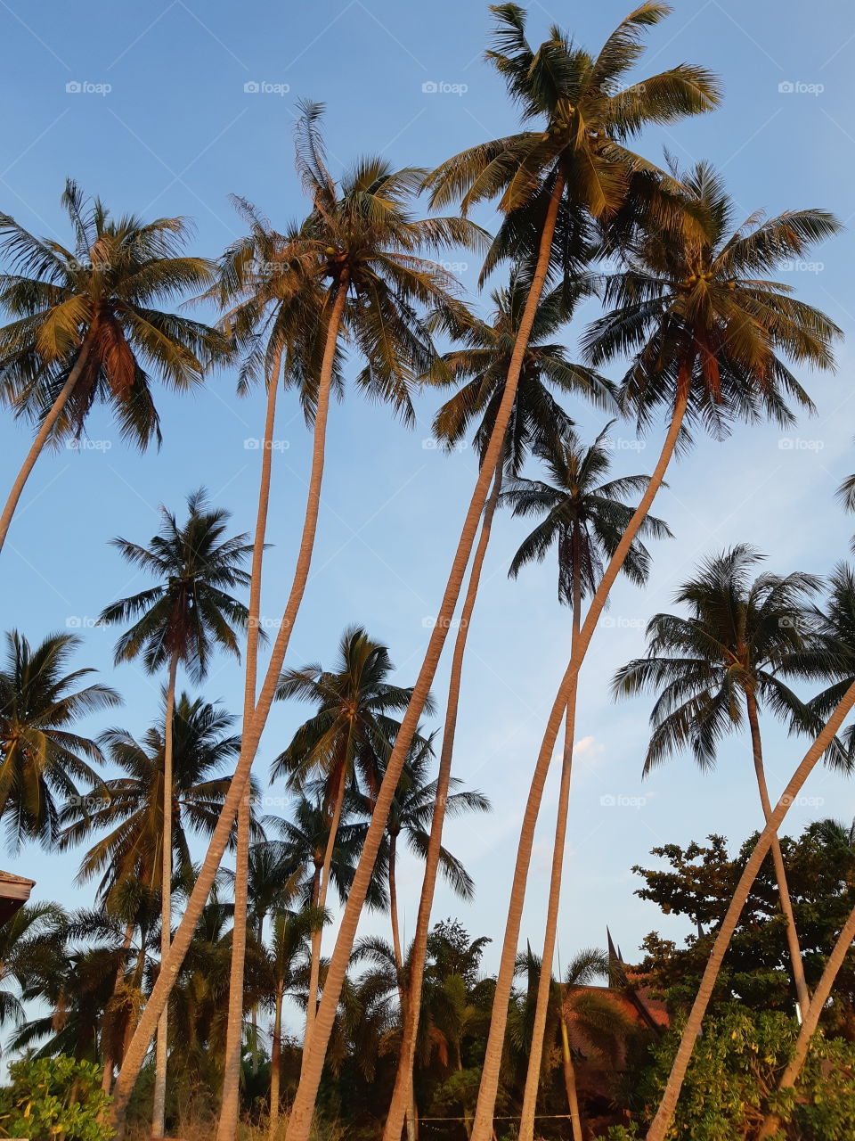 the dance of coconut palms blushed by the sun
