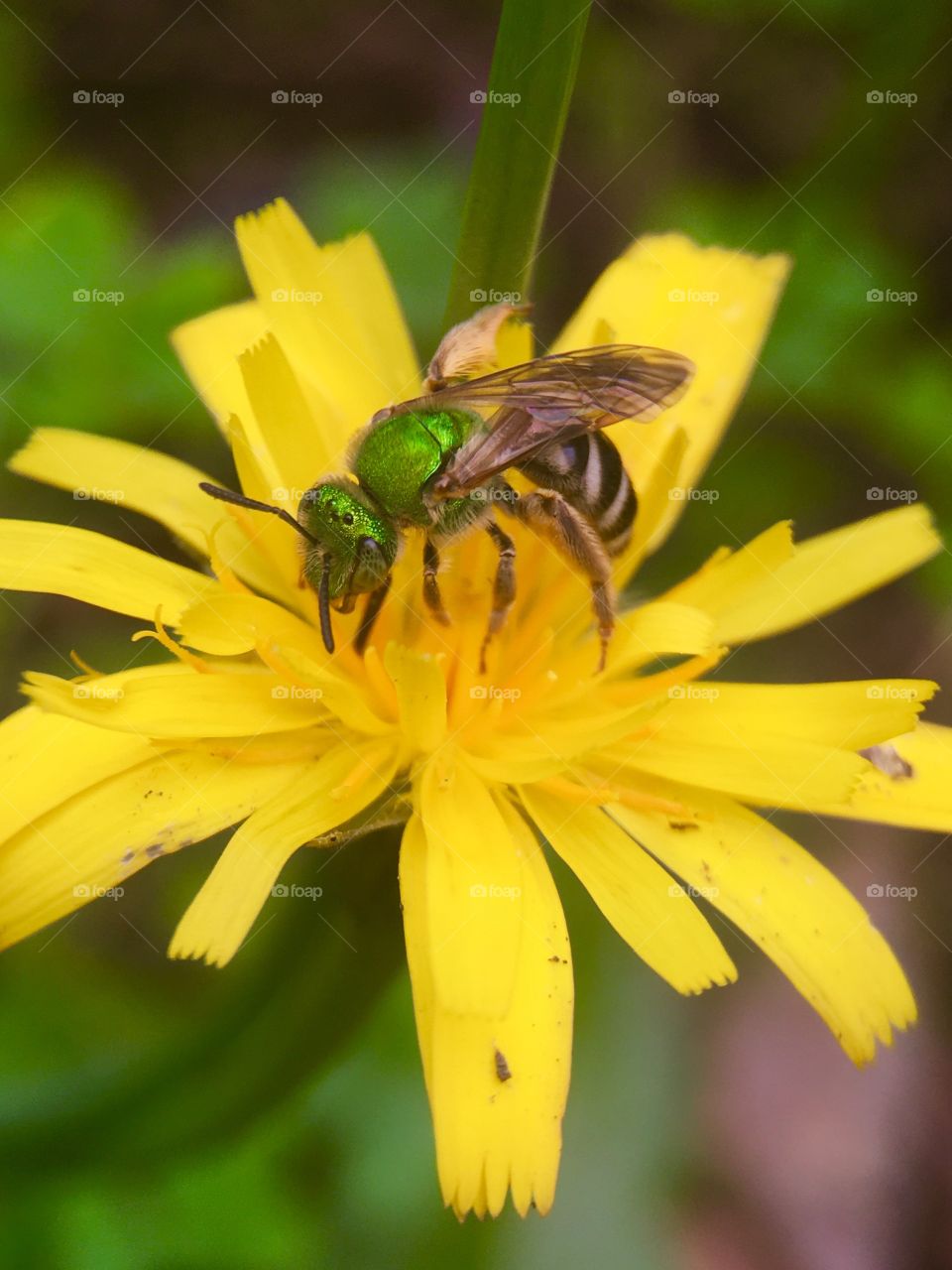 Bee on yellow flower