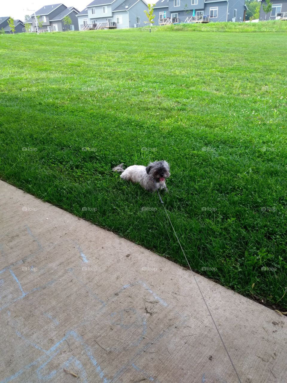 dog laying in the grass and in the shade.