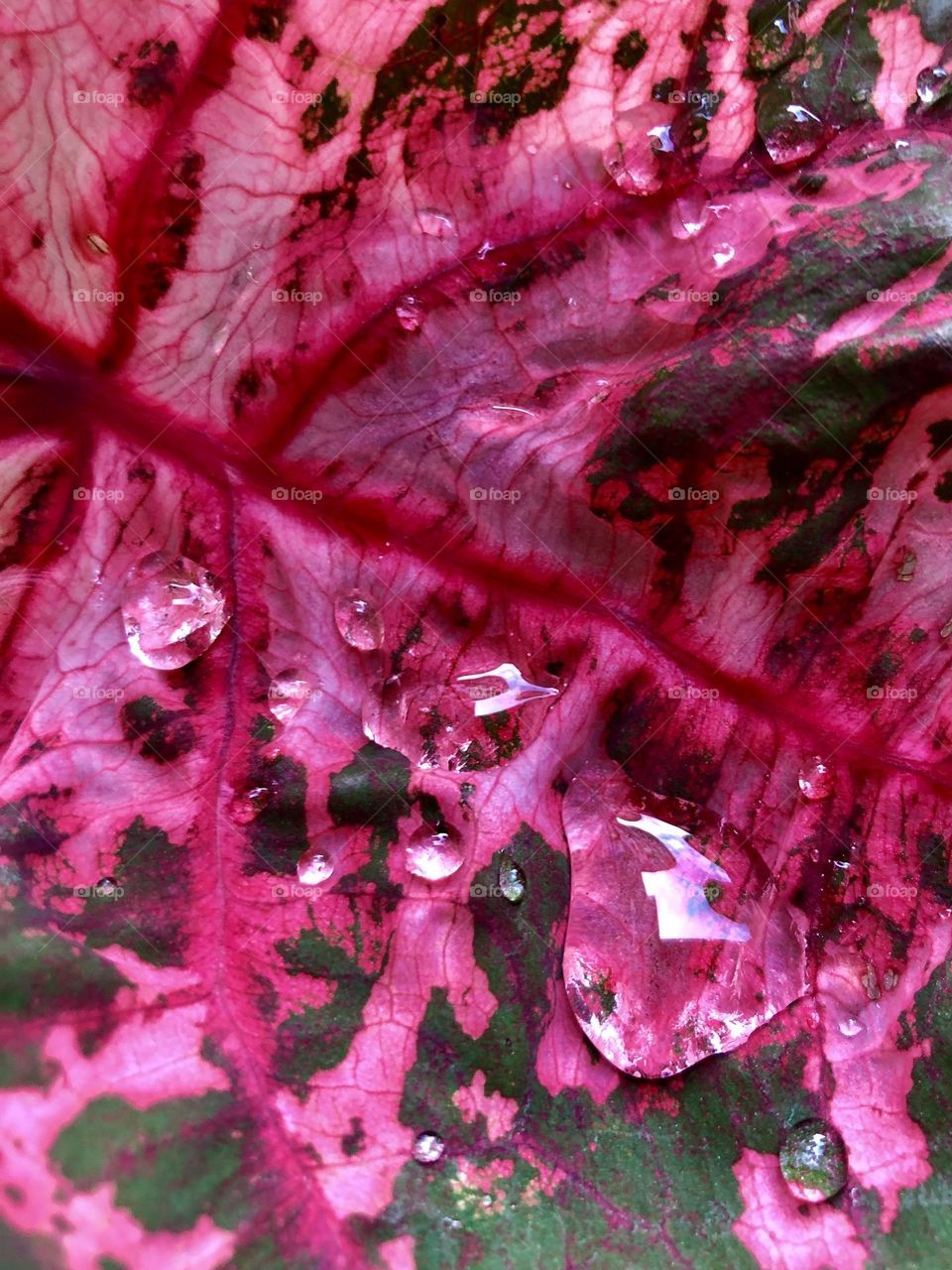 Full frame closeup of coleus leaf with raindrops. Pink is the primary color.