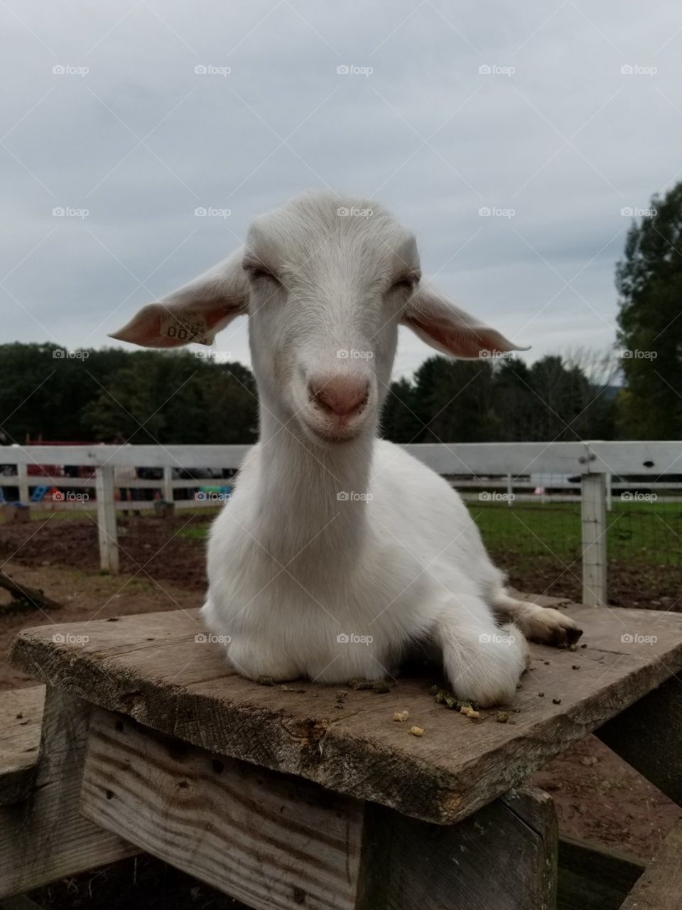 just a goat on a picnic table