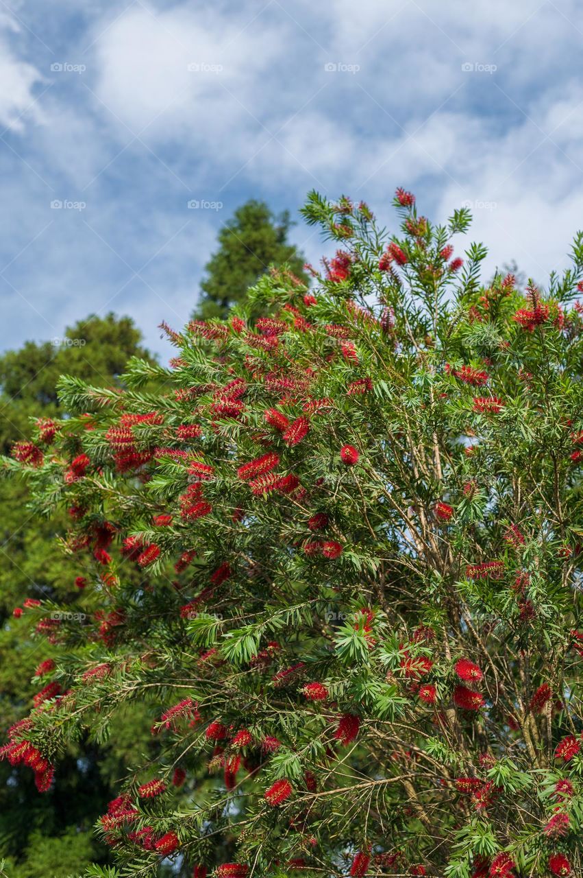 bottlebrush flowers in full bloom during spring season