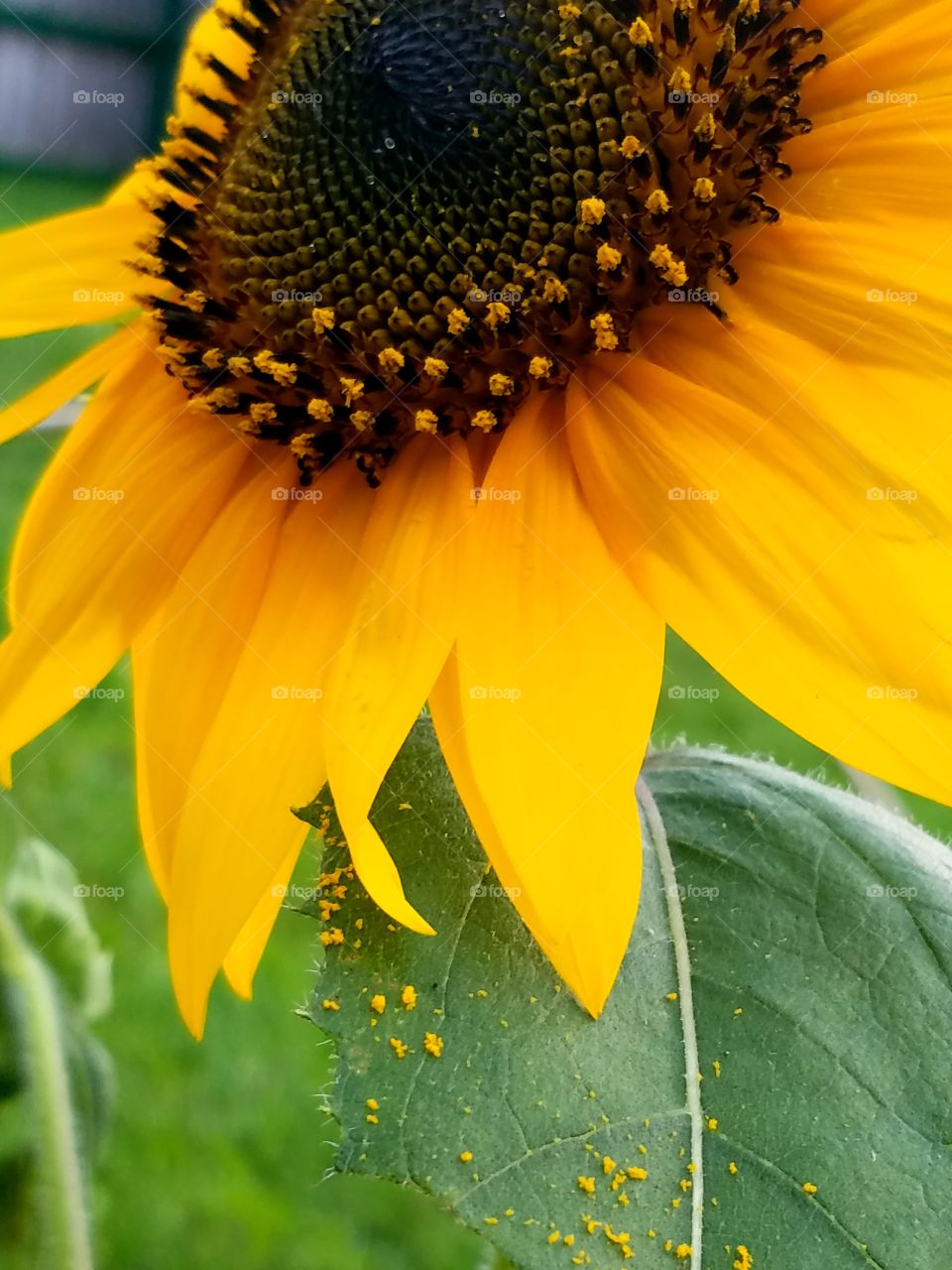 sunflower garden on the Big Island Hawaii