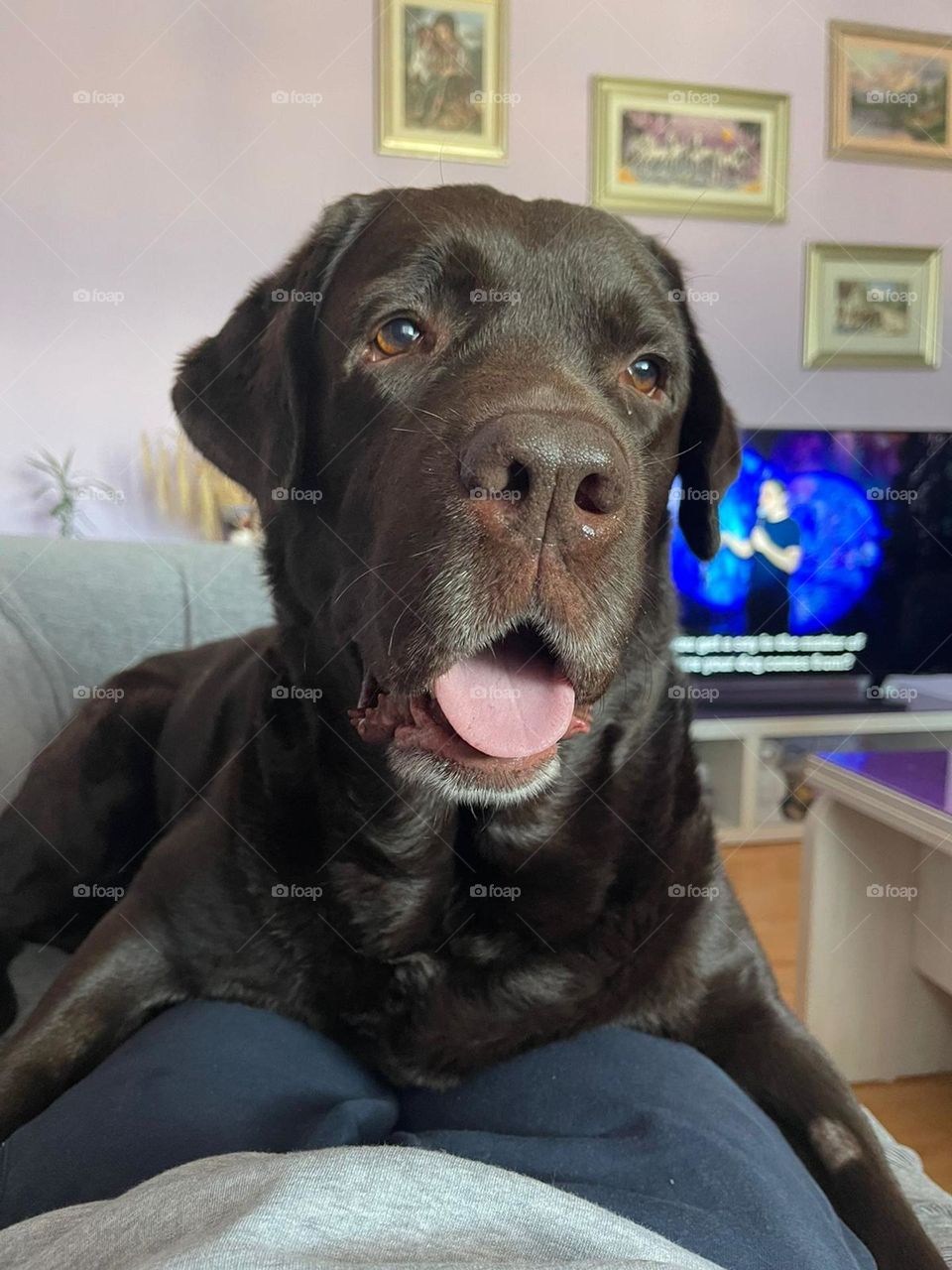 Chocolate labrador called Happy 😊