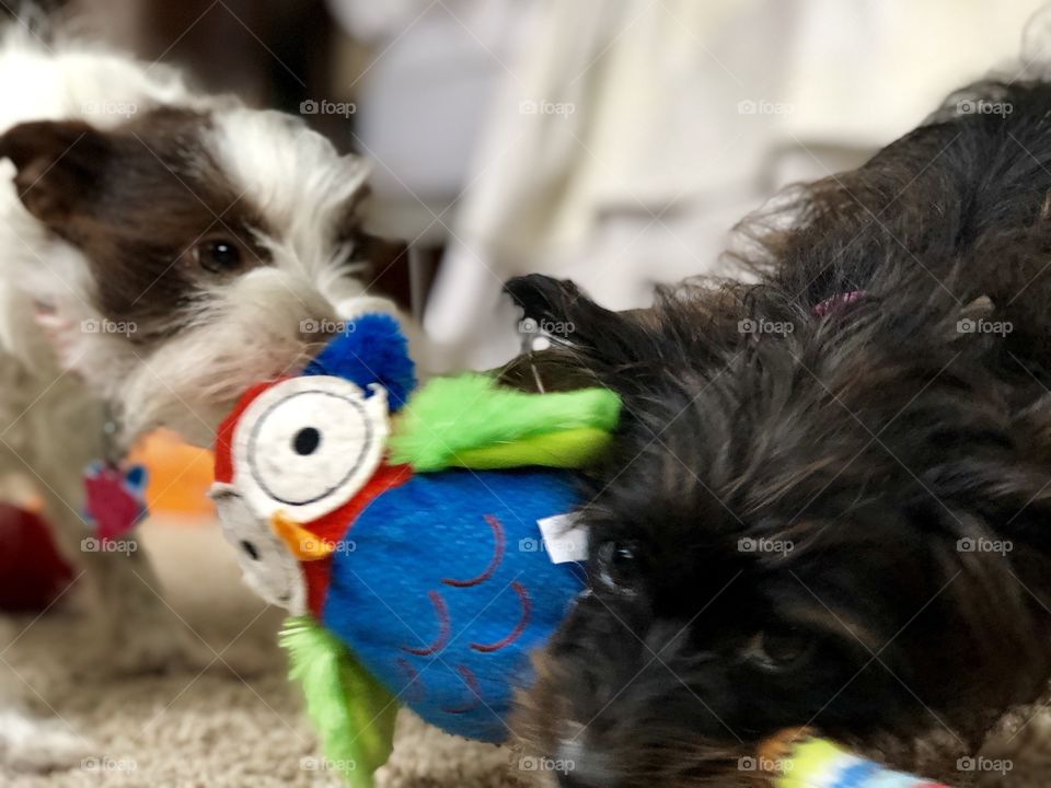 Dogs playing with stuffed toy
