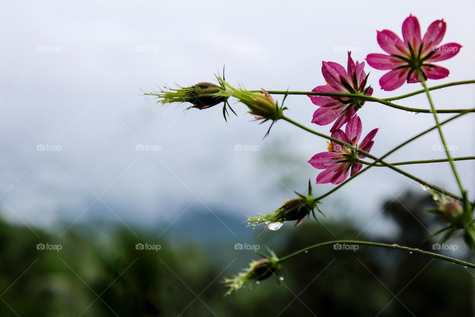 Misty evening with beautiful cosmos