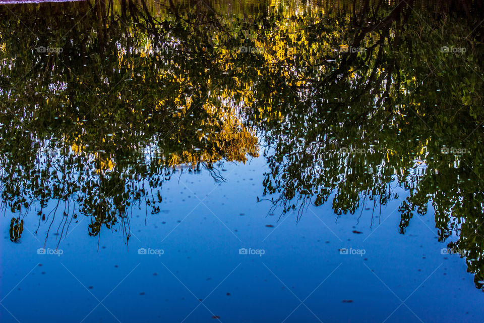 reflection of some trees in water