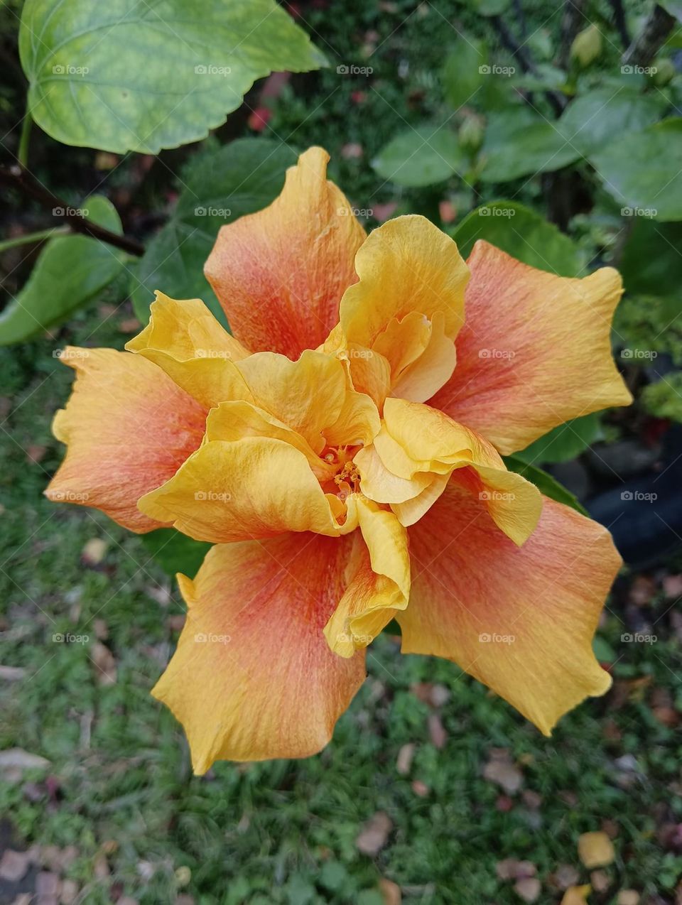 Beautiful flowers in bloom