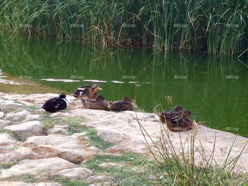 Ducks, lake 