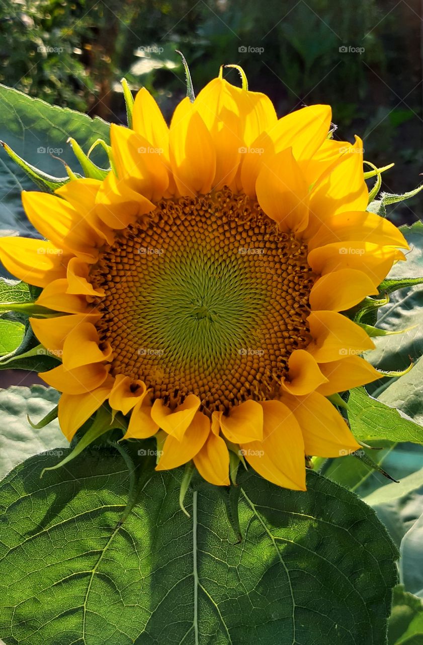 summer sunflower