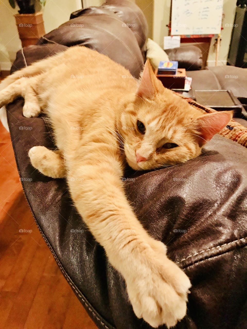 Darling orange tabby cat laying all stretched out in his favorite spot on the back of the couch! 