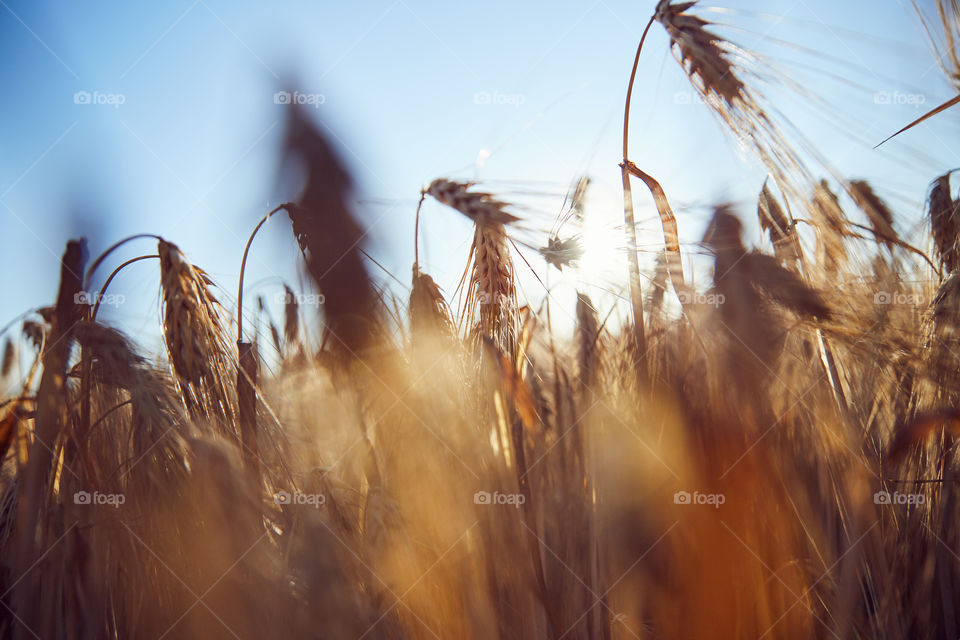 Wheat, Cereal, Corn, Bread, Straw