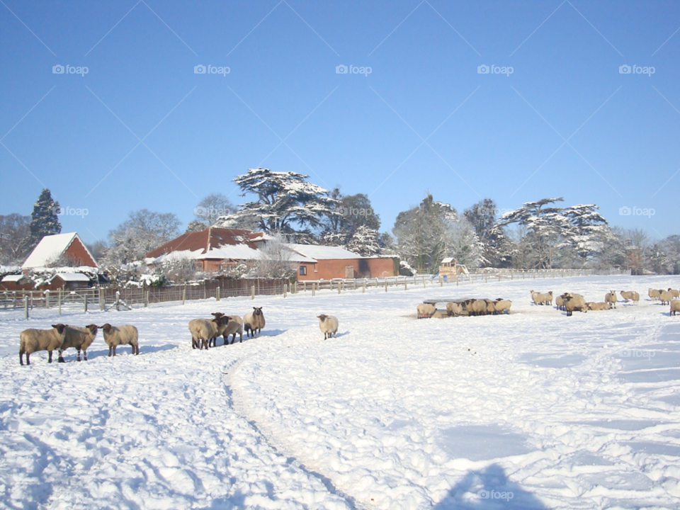 Snow, Winter, Cold, Landscape, Frozen