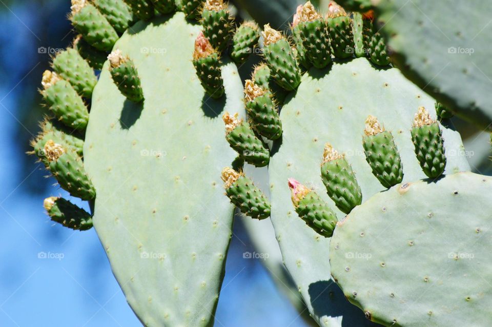 cactus flowers