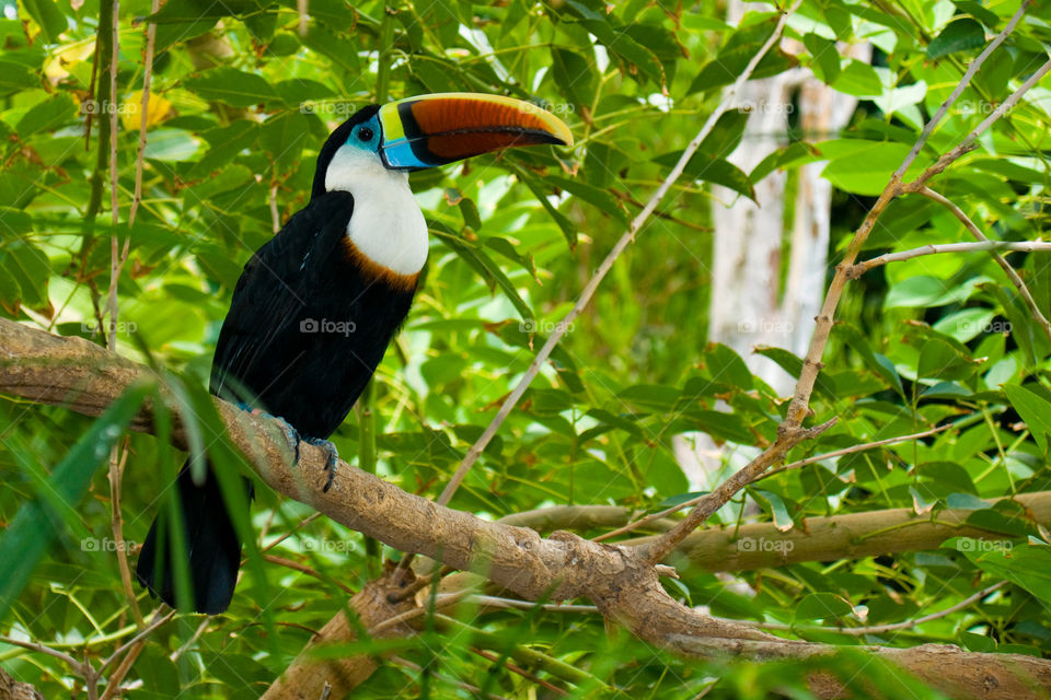 Toucan on branch