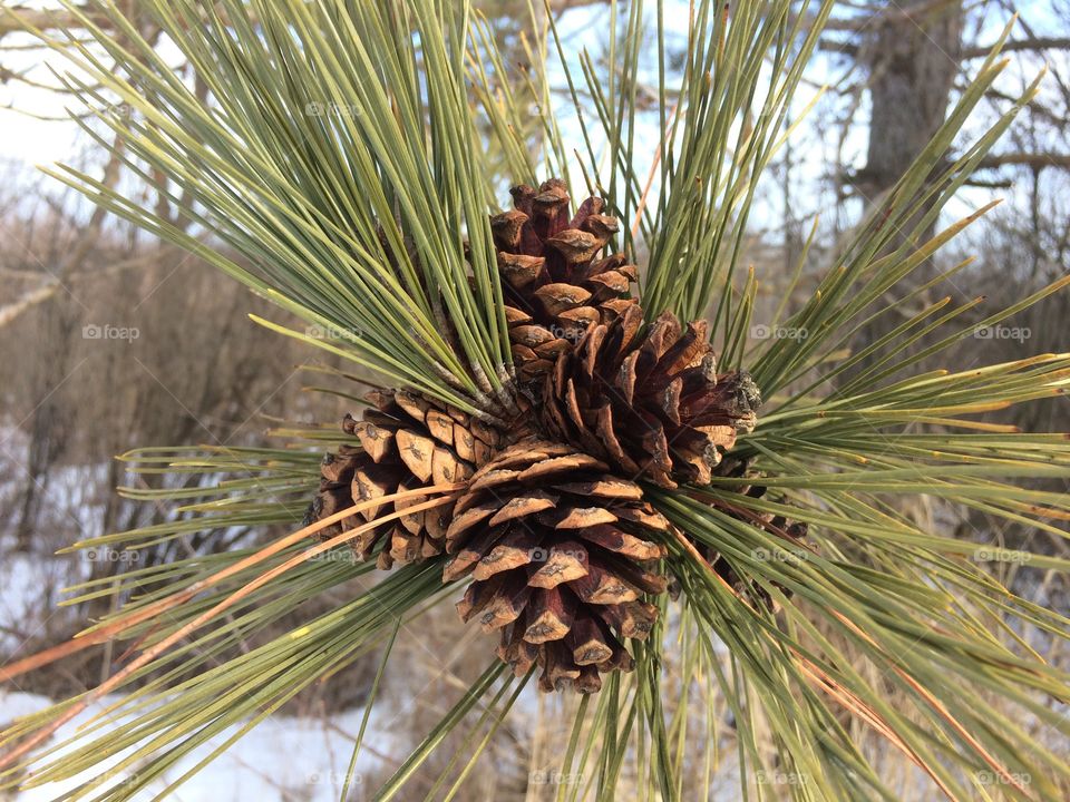 Red Pine cones