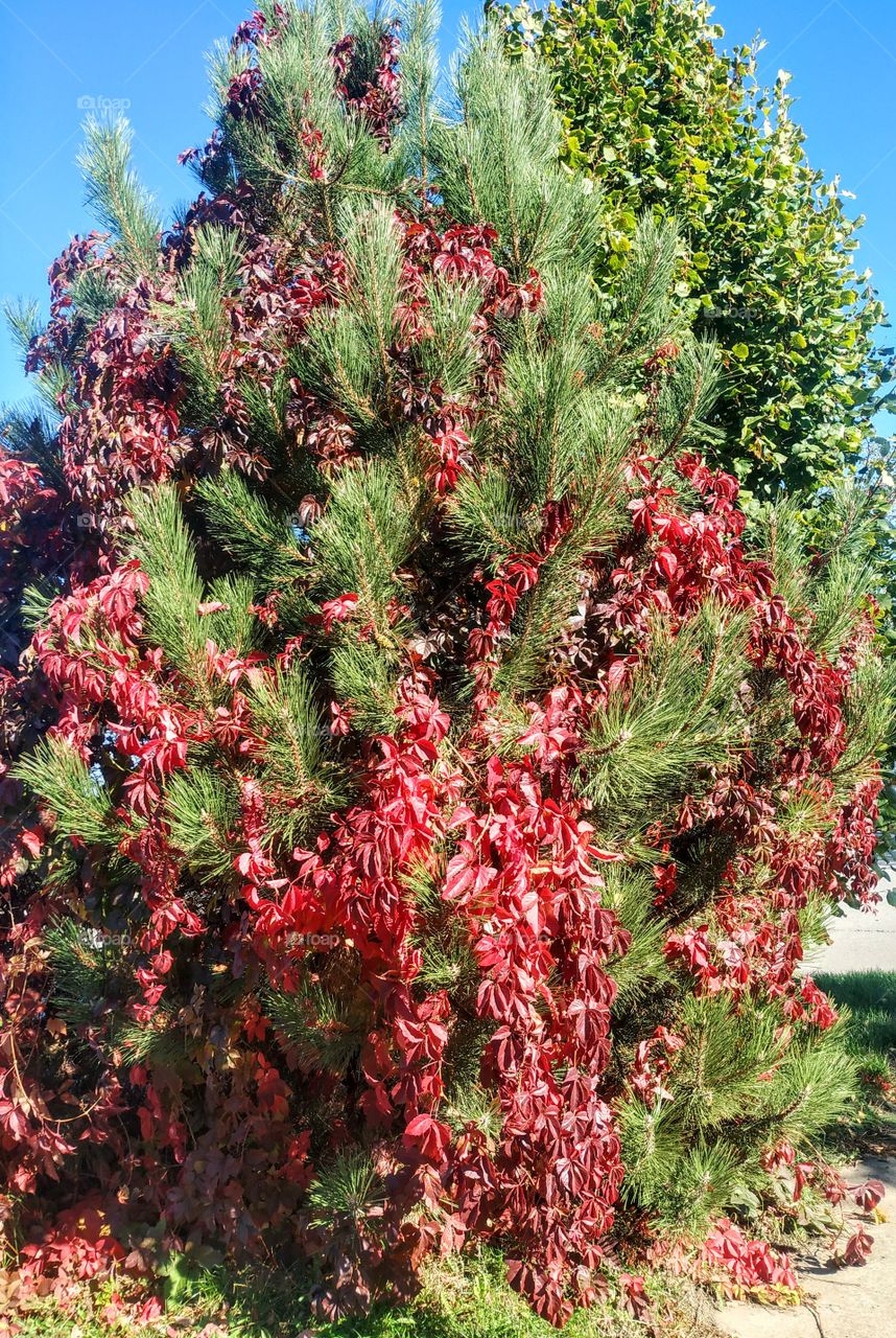 Red wild grape on the pine