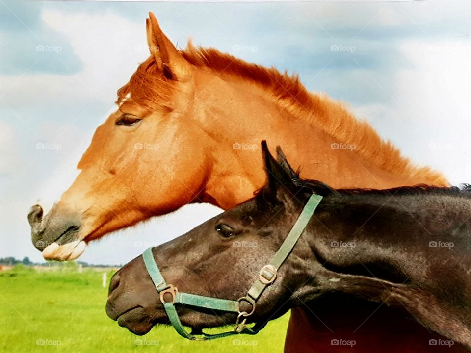 Two beautiful, friendly horses are looking in the same direction on a warm spring day.