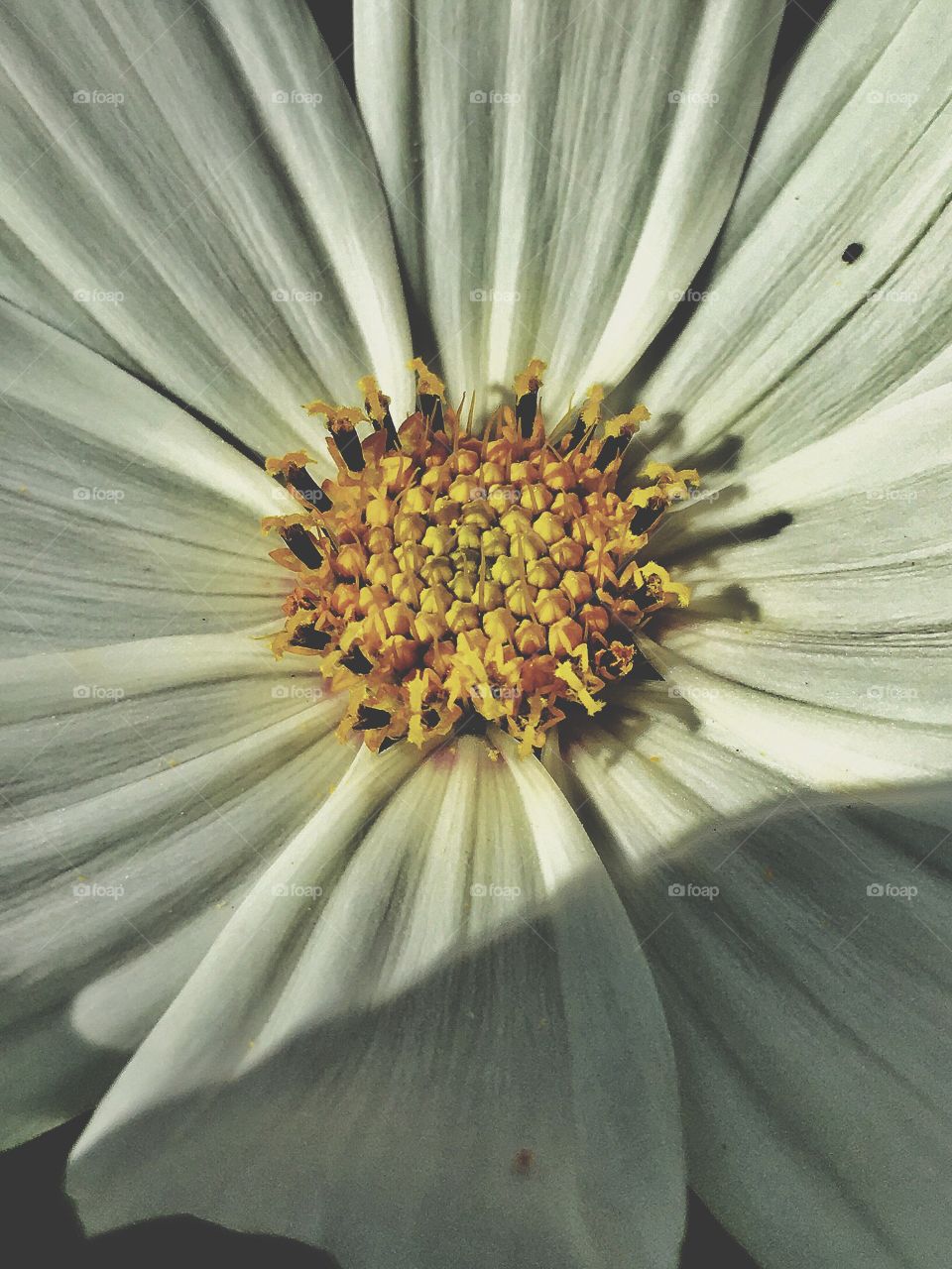 Captured with iPhone 6s Plus 