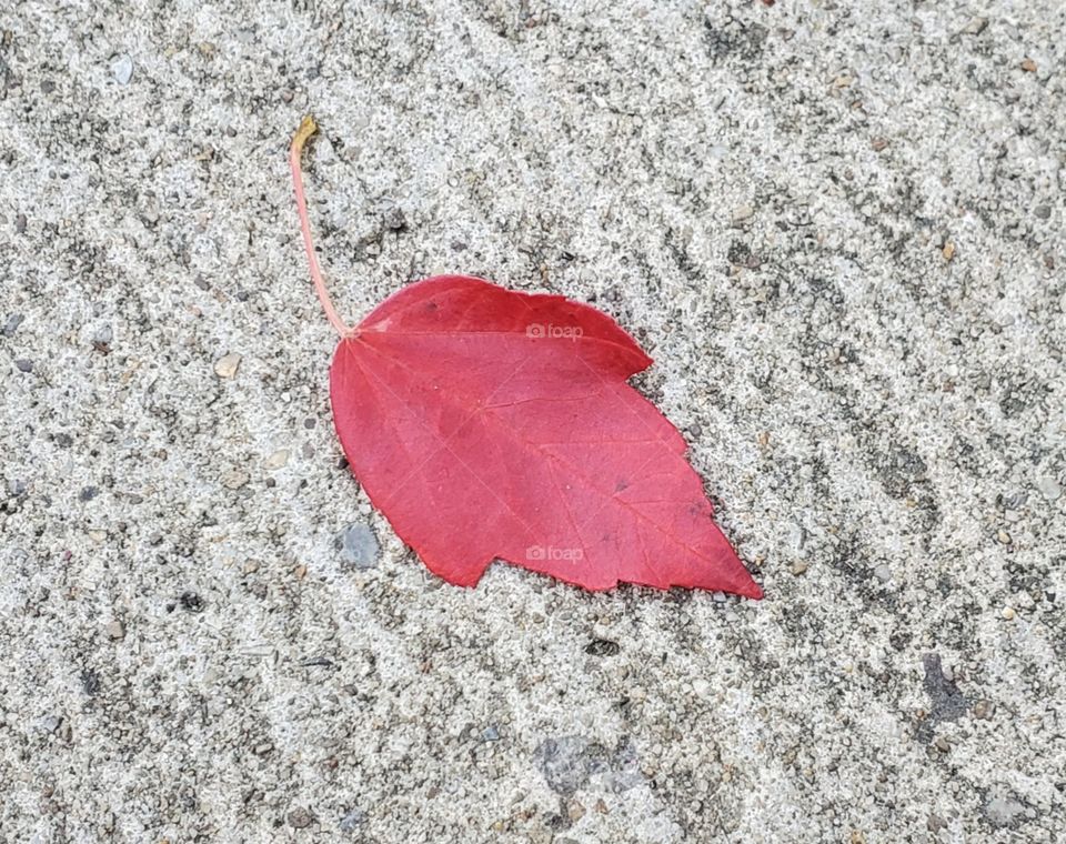 a small red leaf on concrete