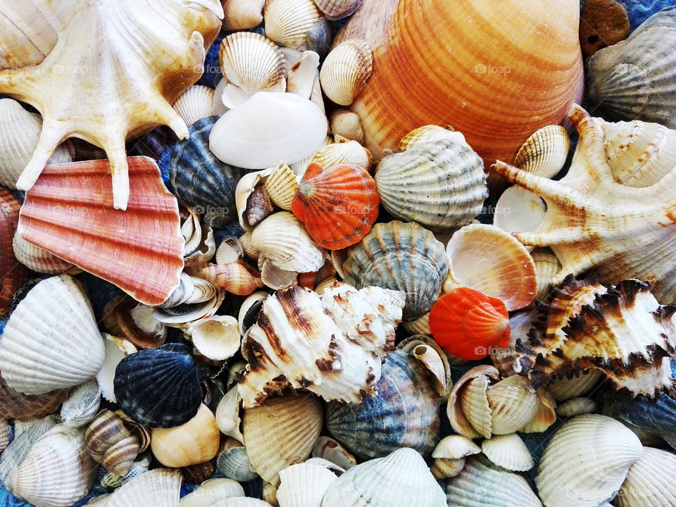 Collection of seashells