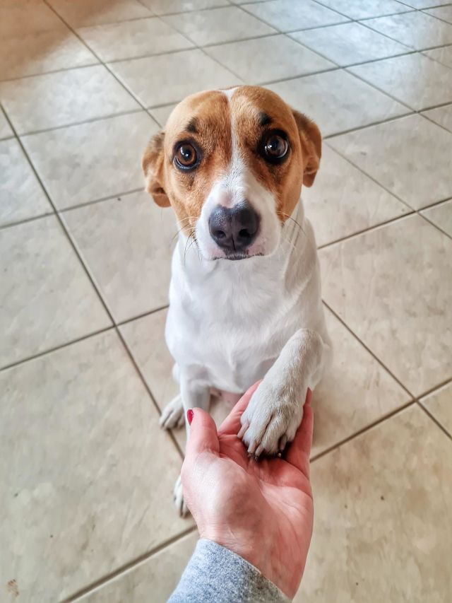 Dog reaction