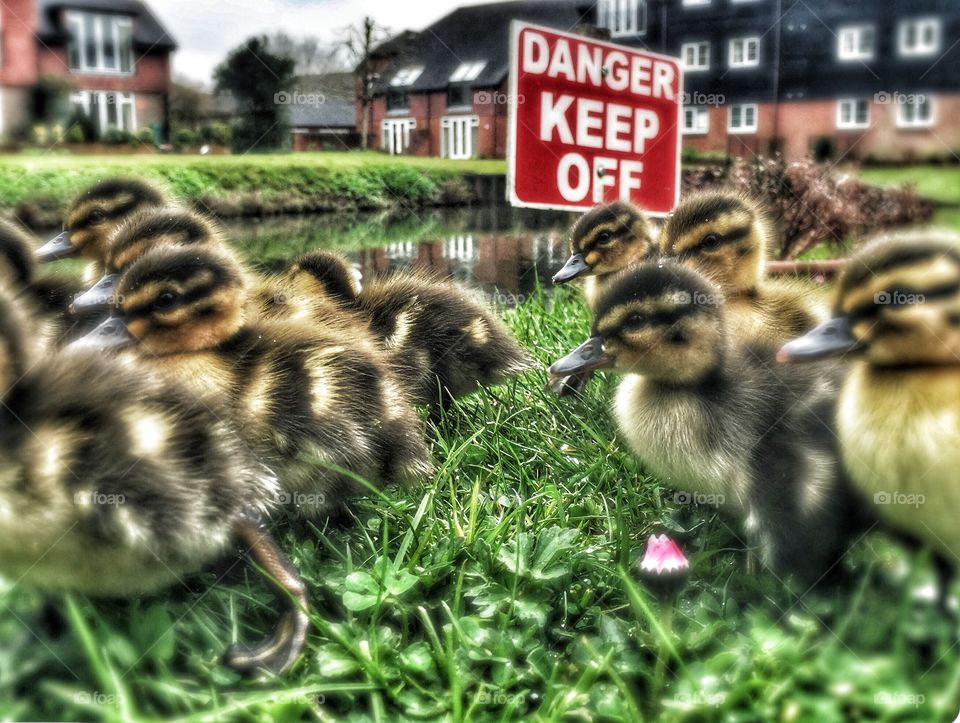 Ducklings! Danger Keep Off 