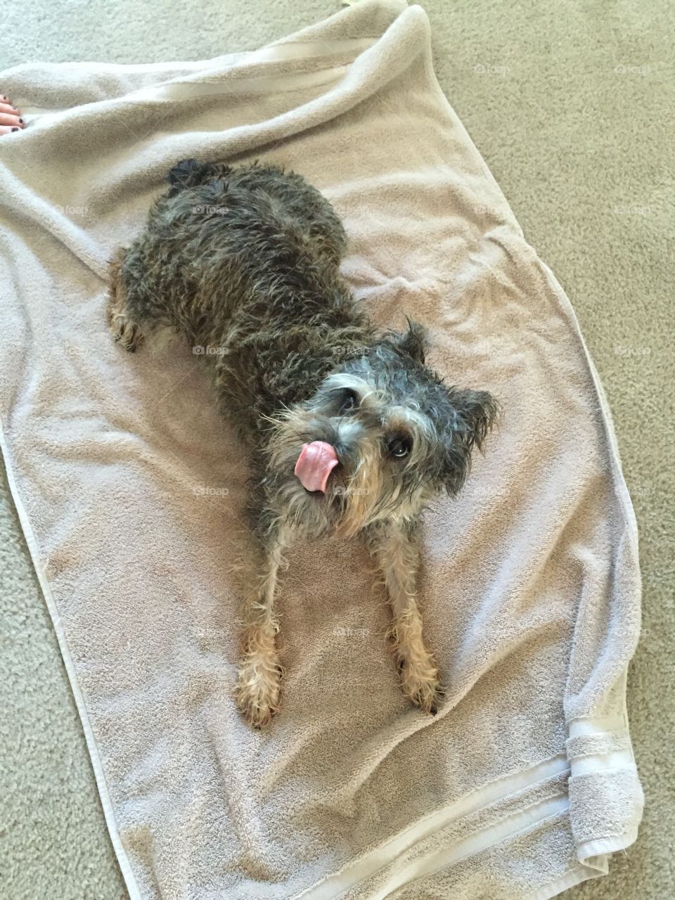 Licking the water off my face while drying off after a bath