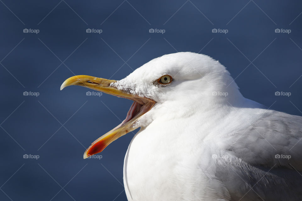Seagull portrait close-up 
Mås gråtrut  närbild