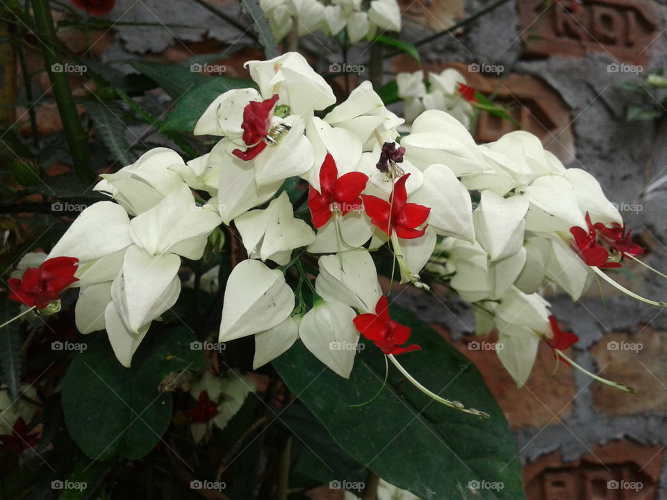 Flower in garden