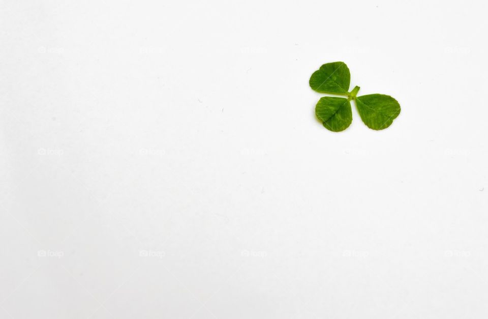 St. Patrick's day clover 
