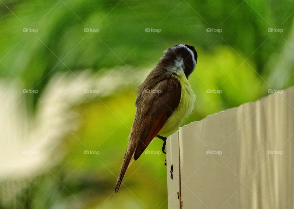 Colorful Tropical Bird. Male Yellow Kiskadee Bird In Mexico
