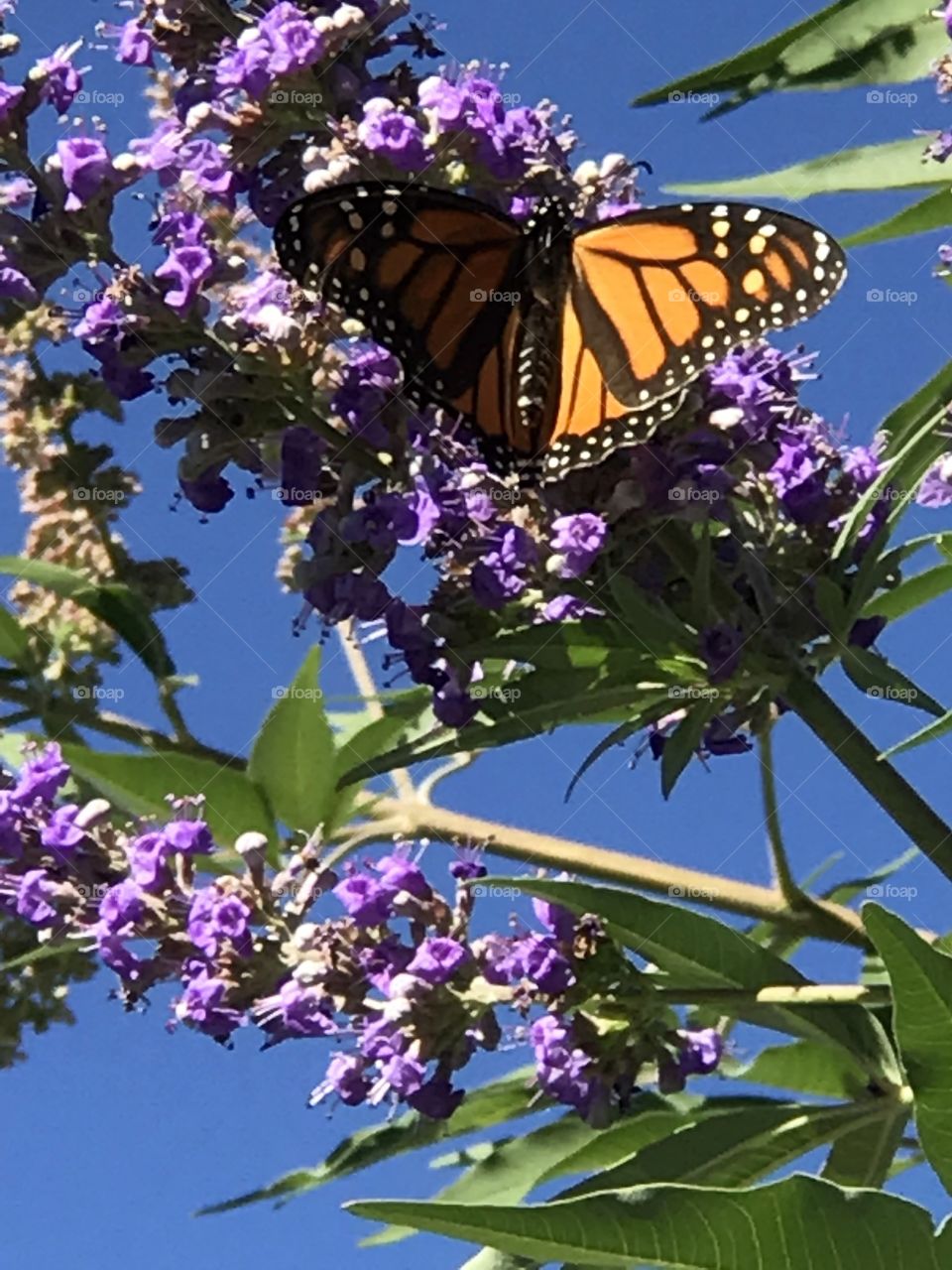 Texas Lilac and butterflies 