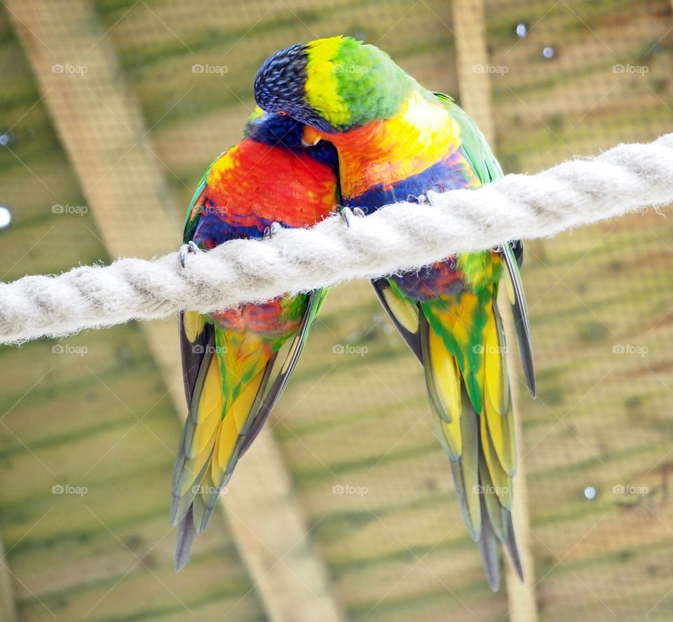 Two parakeets snuggled together