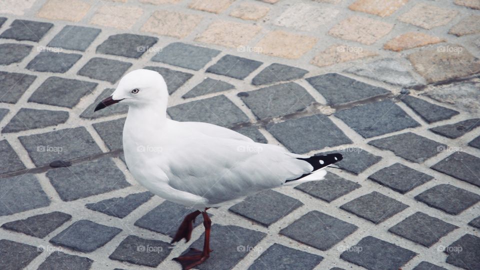 A seagull in the city_ colour version 