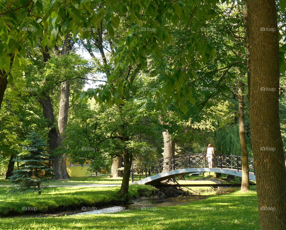 Tree, Park, Garden, Nature, Leaf