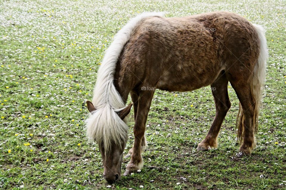 horse white hair