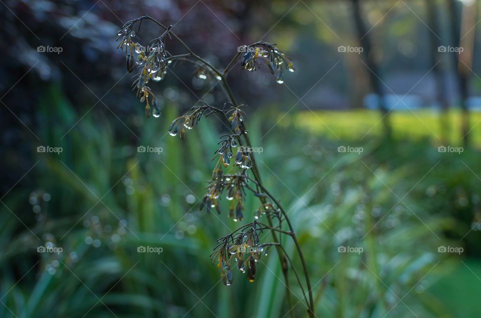 Drops of dew on a flower