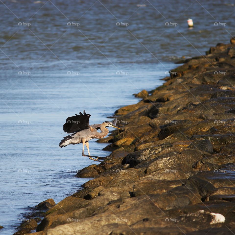 Water Crane Landing on a Jetty