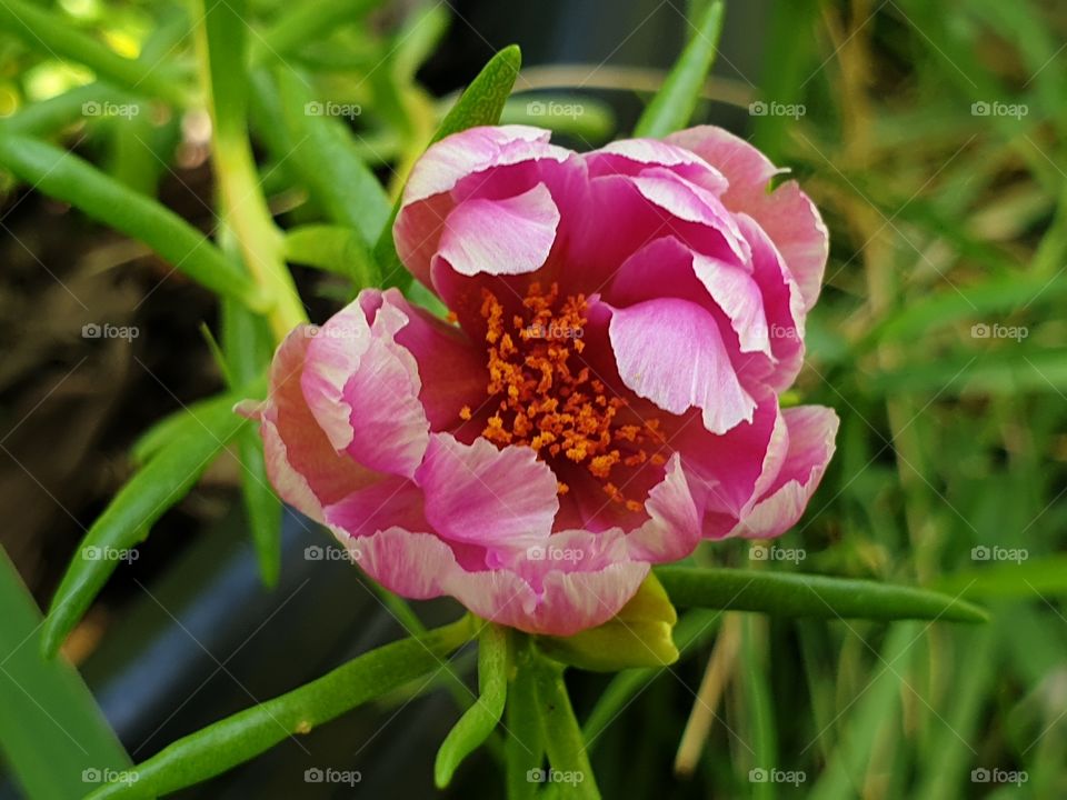 the Portulaca Grandiflora