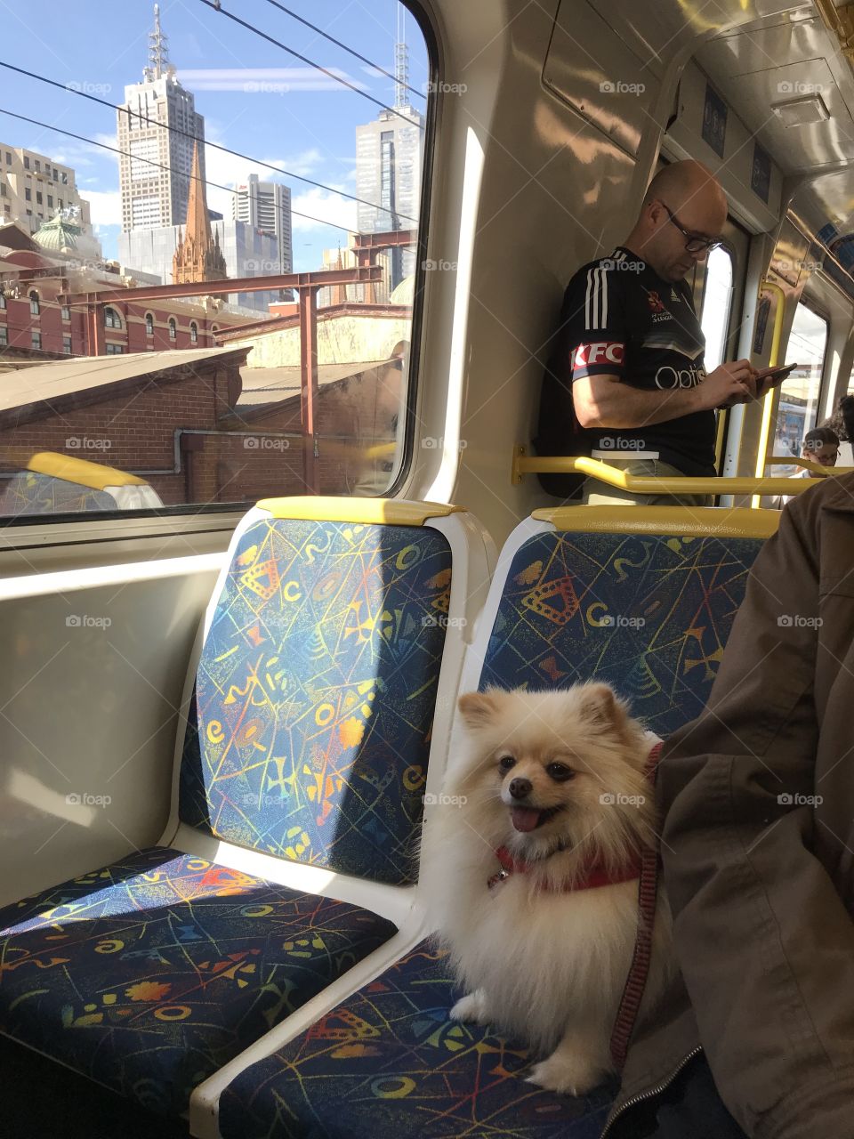 Happy little Pom travelling by train in Melbourne Australia 