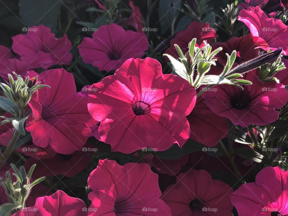 Pink flower with the sun lighting it from the back 