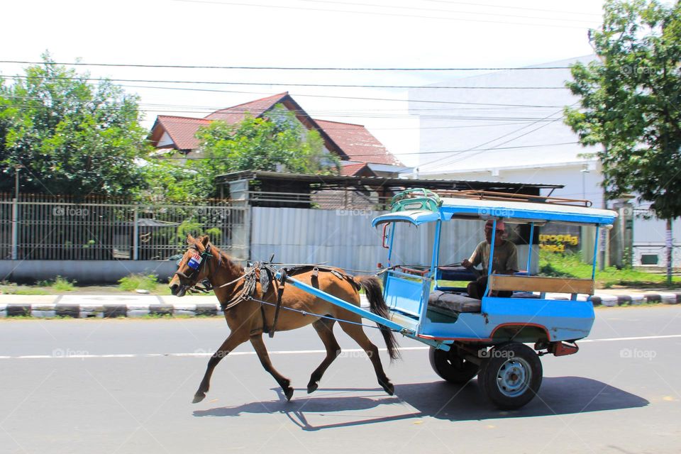 Cidomo, is a typical public transportation in West Nusa Tenggara